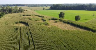 Copertina di Ulivi, viti e mais: le colture distrutte dai cinghiali. “In Italia sono oltre 2 milioni: ecco perché sono così tanti”