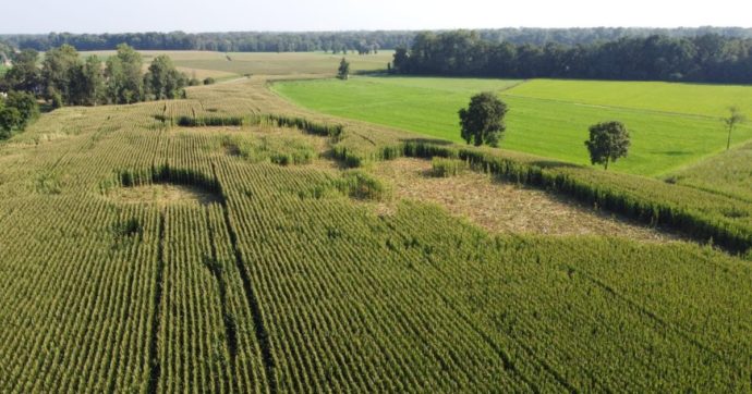 Ulivi, viti e mais: le colture distrutte dai cinghiali. “In Italia sono oltre 2 milioni: ecco perché sono così tanti”