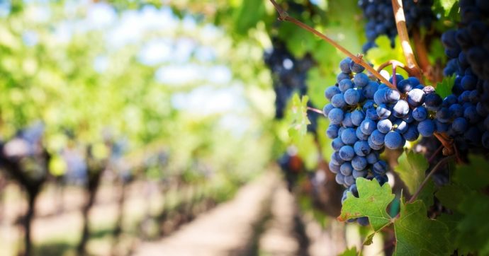 Crisi climatica: il settore vinicolo potrebbe guidarci verso un’agricoltura sostenibile