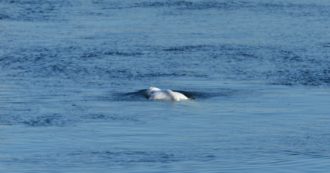 Copertina di È morto il beluga salvato dopo una settimana nella Senna: “La sua sofferenza era evidente, era malato e non riusciva a nutrirsi”