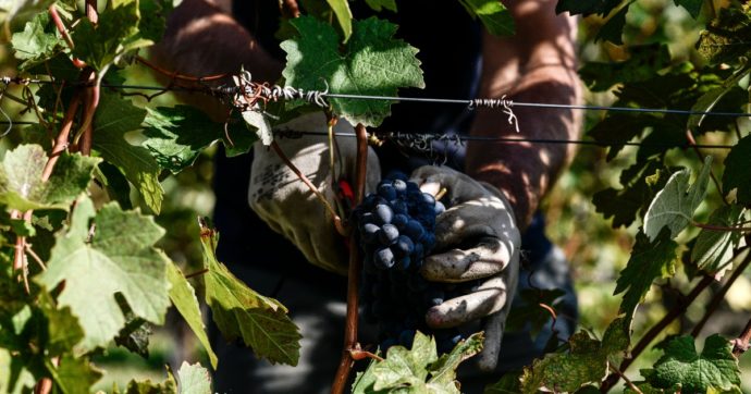 Emergenza clima, nei campi perso fino all’80% del raccolto: “Per l’agricoltura un danno superiore a sei miliardi di euro”