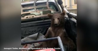 Copertina di Cucciolo di orso mangia il “miele pazzo” e si “ubriaca”: soccorso mentre barcollava e salvato dai veterinari – Video