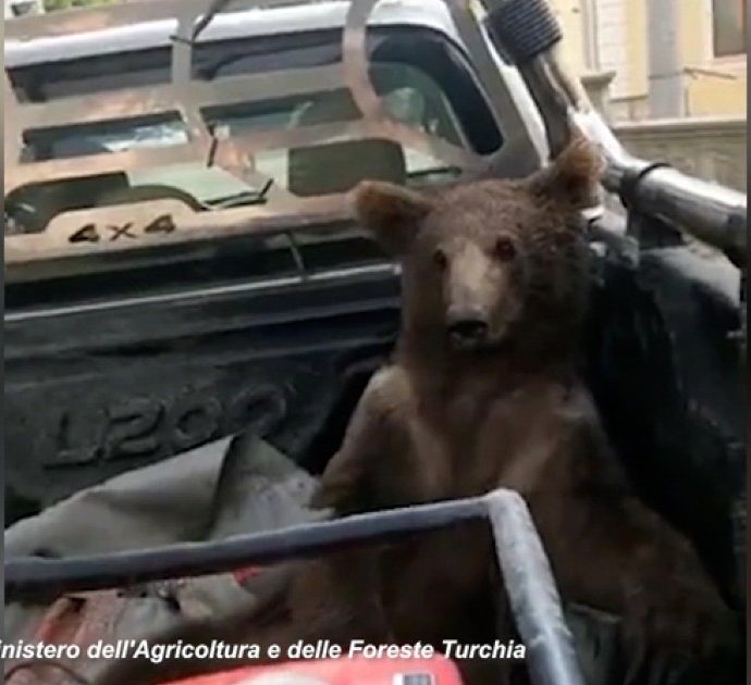 Cucciolo di orso mangia il “miele pazzo” e si “ubriaca”: soccorso mentre barcollava e salvato dai veterinari – Video