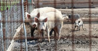 Copertina di Peste suina, il Tar conferma provvedimento: i maiali della Sfattoria degli Ultimi saranno abbattuti