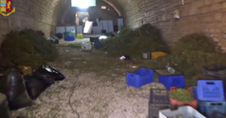 Copertina di Bari, sequestro di 900 chili di marijuana: la droga stoccata in una ex stalla a Ruvo di Puglia – Video