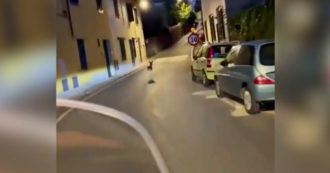 Copertina di Firenze, inseguono capriolo a bordo di uno scooter e riprendono la scena col telefono. Enpa: “È reato, li denunciamo” – Video