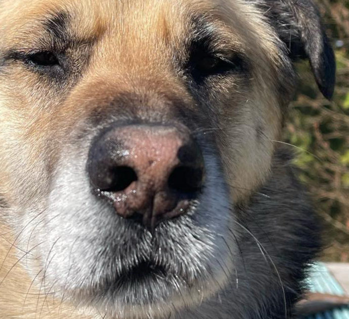 Rosco, il cane eroe che si fa uccidere dai lupi per salvare i suoi padroni