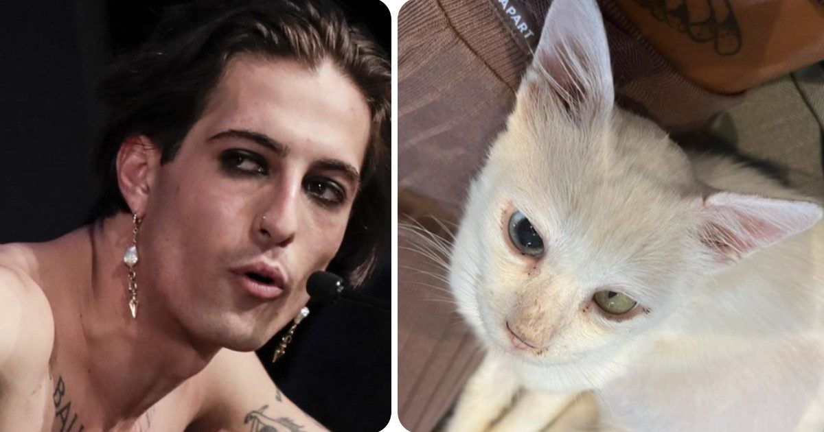 Damiano David e Giorgia Soleri adottano un gatto, richieste quintuplicate all’Oasi felina di Pianoro