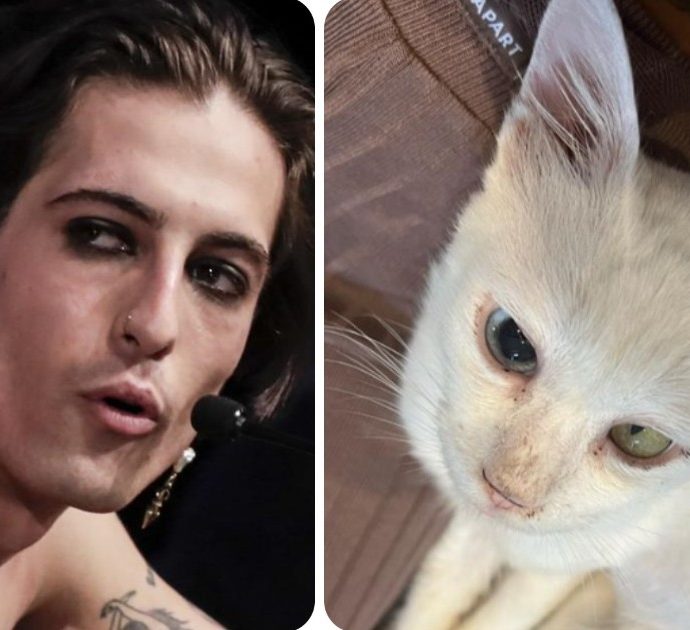Damiano David e Giorgia Soleri adottano un gatto, richieste quintuplicate all’Oasi felina di Pianoro