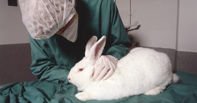 I test cosmetici sugli animali non hanno nulla a che fare con la scienza: la petizione