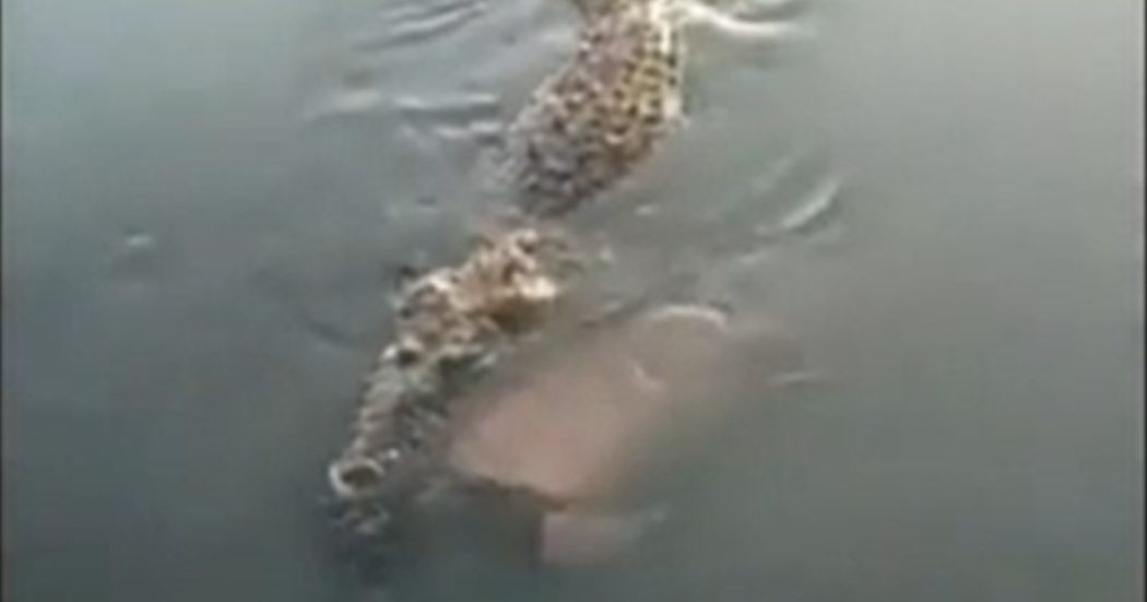 Coccodrillo di oltre 5 metri trascina il cadavere di un uomo nelle acque della laguna
