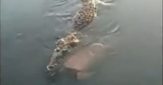 Copertina di Coccodrillo di oltre 5 metri trascina il cadavere di un uomo nelle acque della laguna