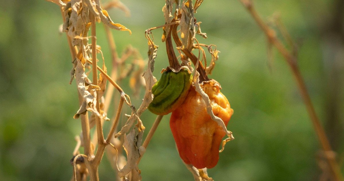 Il settore agricolo costretto a fare i conti con la siccità: si rivedono le vocazioni territoriali e i tipi di irrigazione. Ma sostituire le coltivazioni non è sempre possibile