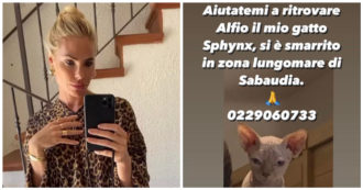 Copertina di Ilary Blasi sui social: “Aiutatemi a ritrovarlo”, l’appello disperato della conduttrice per Alfio il gatto