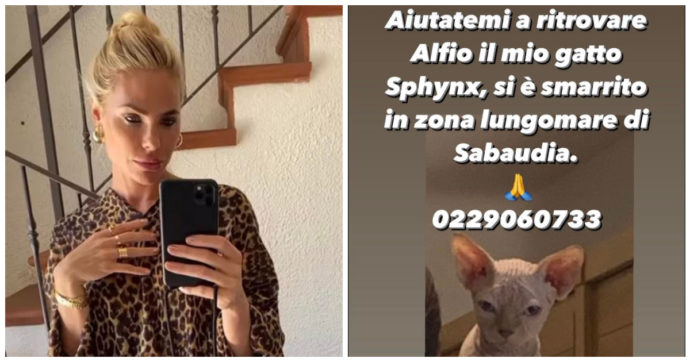 Ilary Blasi sui social: “Aiutatemi a ritrovarlo”, l’appello disperato della conduttrice per Alfio il gatto