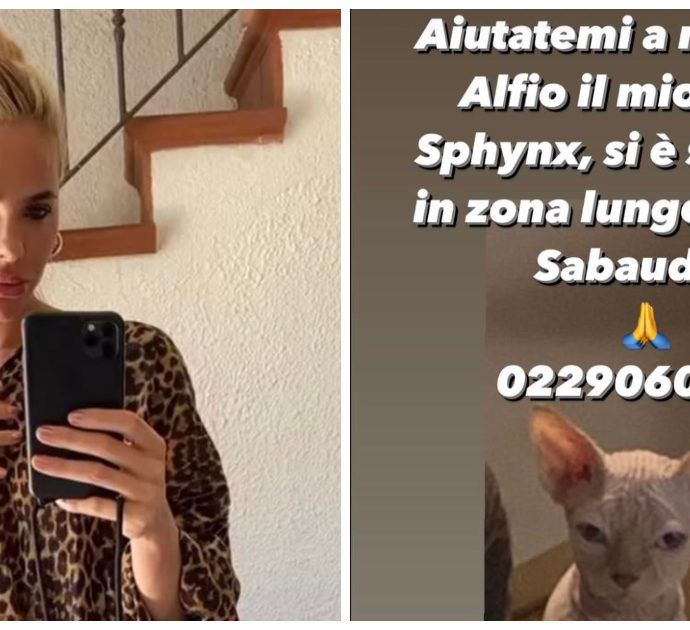 Ilary Blasi sui social: “Aiutatemi a ritrovarlo”, l’appello disperato della conduttrice per Alfio il gatto