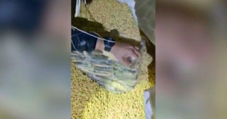 Copertina di Due tonnellate di cocaina nascosta nei sacchi di mangimi: il sequestro in Argentina, era diretta a Dubai – Video