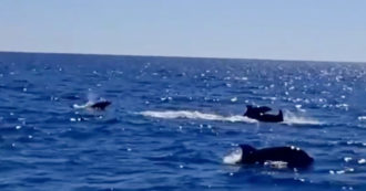 Copertina di Decine di delfini a poche centinaia di metri dalla costa laziale: l’avvistamento al largo di Torvajanica – Video