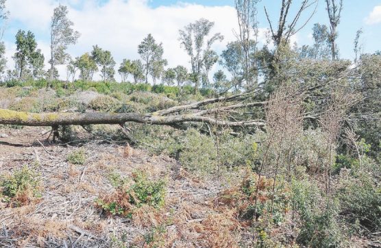 Il Sulcis perde la sua foresta: a rischio due milioni di lecci