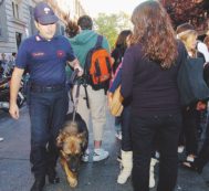Copertina di Cani antidroga a scuola, la rivolta delle mamme