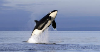 Copertina di Un branco di orche terrorizza turisti e navigatori al largo della Bretagna. Gli studiosi: “Dovrebbero vivere più a sud, è colpa del cambiamento climatico”