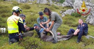 Copertina di Belluno, morto uno stambecco ferito da una lattina abbandonata: gli era rimasta incastrata fra le mandibole