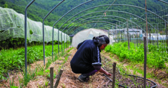 Copertina di Nuovi parassiti per le temperature impazzite, come difendere l’orto