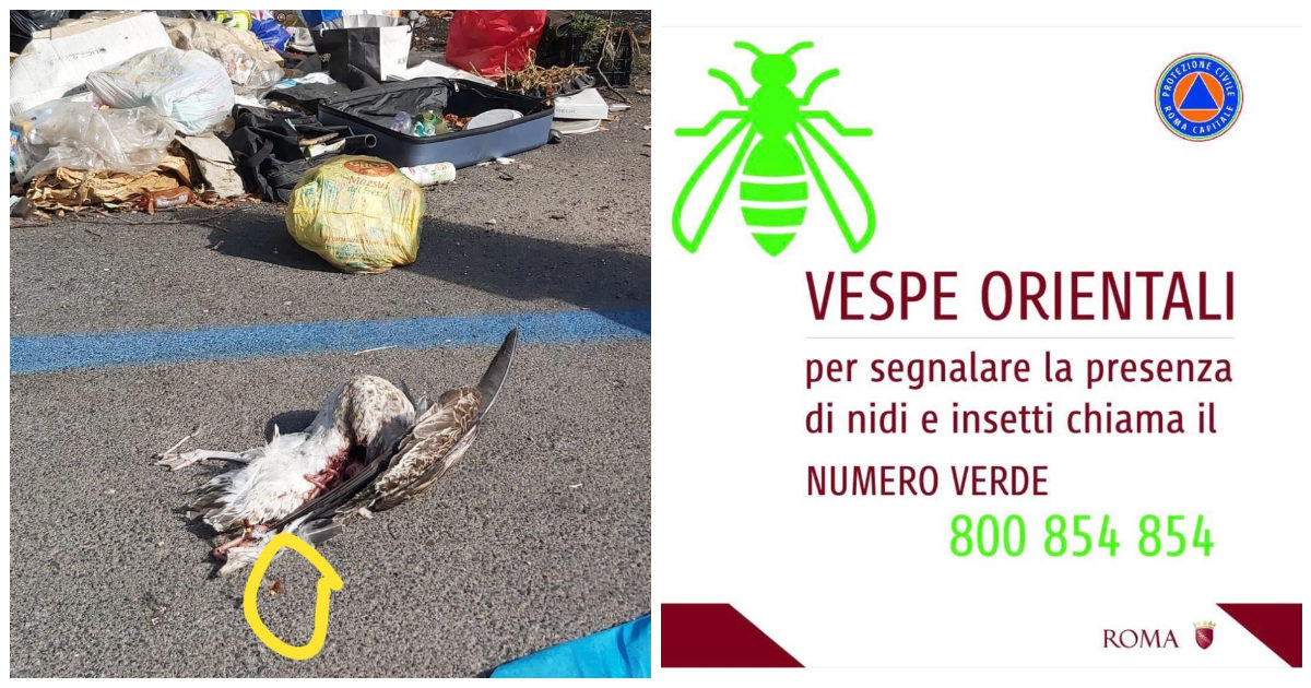 Roma, allarme Vespa Orientalis: “Entrano in casa, è pieno”, “Viste portasi via le crocchette degli animali”. Ecco come riconoscerle e cosa fare in caso di nidi