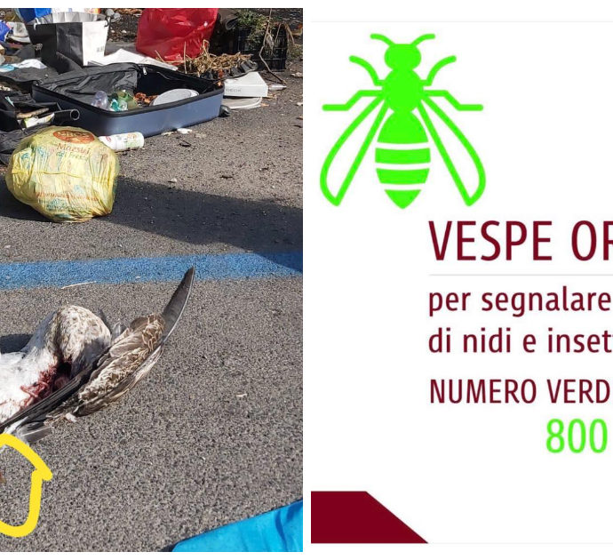 Roma, allarme Vespa Orientalis: “Entrano in casa, è pieno”, “Viste portasi via le crocchette degli animali”. Ecco come riconoscerle e cosa fare in caso di nidi