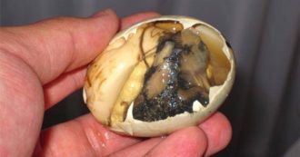Copertina di Mangia il “balut” ma l’uovo d’anatra intero gli si incastra nell’esofago: salvato in extremis dai medici del San Paolo di Milano