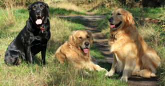 Copertina di Dogsitter 28enne muore sbranata dai cani che stava portando a passeggio ma qualcosa non torna: è giallo