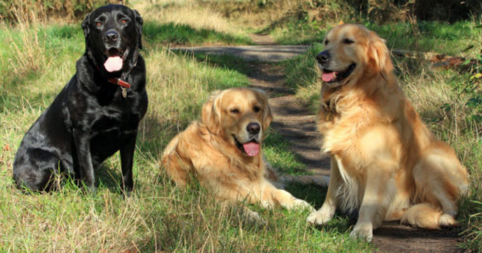 Dogsitter 28enne muore sbranata dai cani che stava portando a passeggio ma qualcosa non torna: è giallo