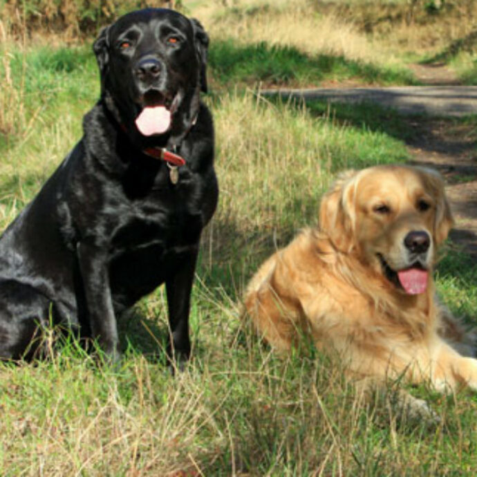 “È maltrattamento”: chi lascia il cane da solo per più di sei ore rischia il carcere in Svezia