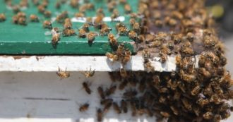 Copertina di “La regina Elisabetta è morta, non andatevene”: l’appello alle api