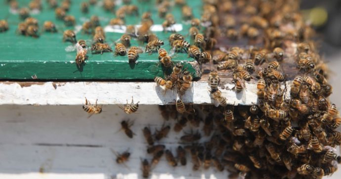 Sciame di api attacca gli automobilisti provocando un incidente: sei persone finiscono in ospedale