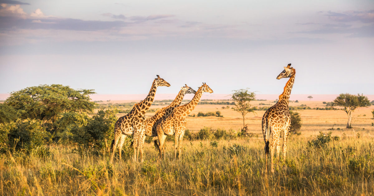 Safari in Kenya e Tanzania, alla ricerca del Re Leone