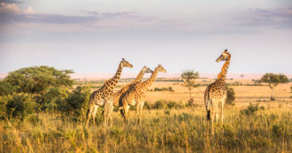 Copertina di Safari in Kenya e Tanzania, alla ricerca del Re Leone