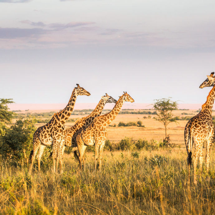 Safari in Kenya e Tanzania, alla ricerca del Re Leone