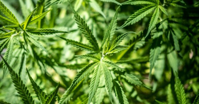 Germania, il Consiglio dei ministri dà l’ok al progetto per la legalizzazione della cannabis: ma serve anche l’approvazione dell’Ue