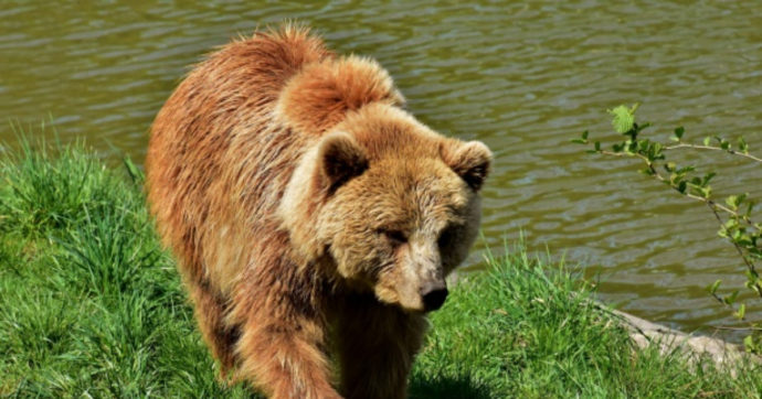 Juan Carrito, l’orso investito almeno ha vissuto libero. Non come i suoi omologhi in Trentino