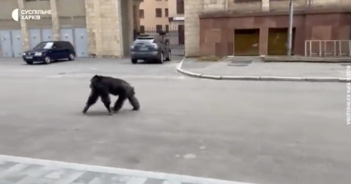 Una scimmia scappa dallo zoo e torna solo dopo aver ricevuto una giacca per ripararsi dal freddo