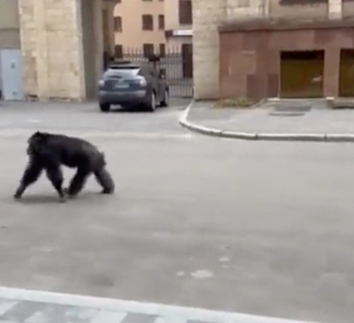 Una scimmia scappa dallo zoo e torna solo dopo aver ricevuto una giacca per ripararsi dal freddo