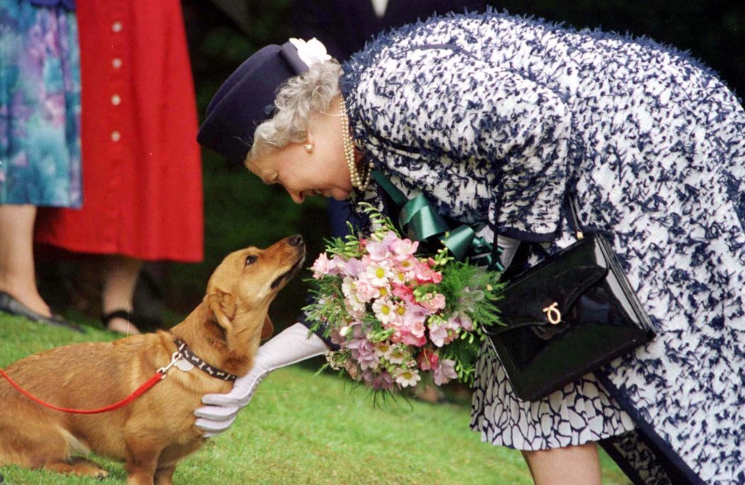 Foto d’archivio del 20 maggio 1998 mostra la regina Elisabetta con uno dei suoi Corgi. ANSA