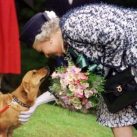 Foto d’archivio del 20 maggio 1998 mostra la regina Elisabetta con uno dei suoi Corgi. ANSA
