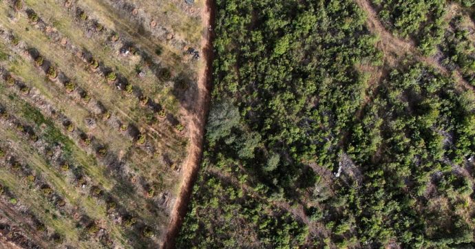 “La soia argentina coltivata in aree deforestate nei mangimi con cui viene allevato il bestiame in Italia”: la denuncia in un rapporto di 4 Ong