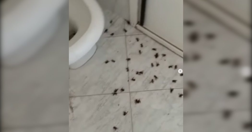 Vespa orientalis, l'”invasione” in una casa di Roma: il bagno diventa un cimitero dopo l’intervento dei Vigili del fuoco – Video