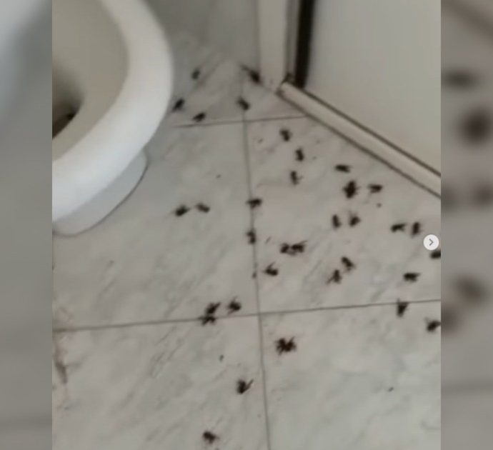 Vespa orientalis, l'”invasione” in una casa di Roma: il bagno diventa un cimitero dopo l’intervento dei Vigili del fuoco – Video