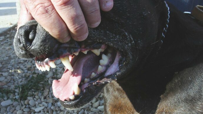 Dog fighting, funds secured for rescued animals: finally a concrete step forward