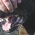 Copertina di Va ad accudire i 7 cani di un amico ma viene azzannata da due rottweiler: 49enne ricoverata in codice rosso a Genova