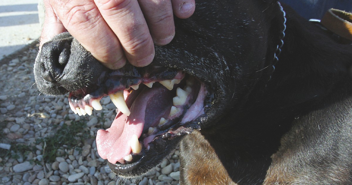 Va ad accudire i 7 cani di un amico ma viene azzannata da due rottweiler: 49enne ricoverata in codice rosso a Genova Va ad accudire i 7 cani di un amico ma viene azzannata da due rottweiler: 49enne ricoverata in codice rosso a Genova